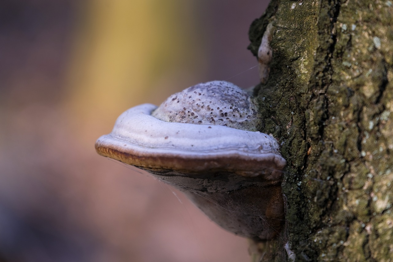 欧盟好彩柠檬双爆珠：深圳车牌购买平台